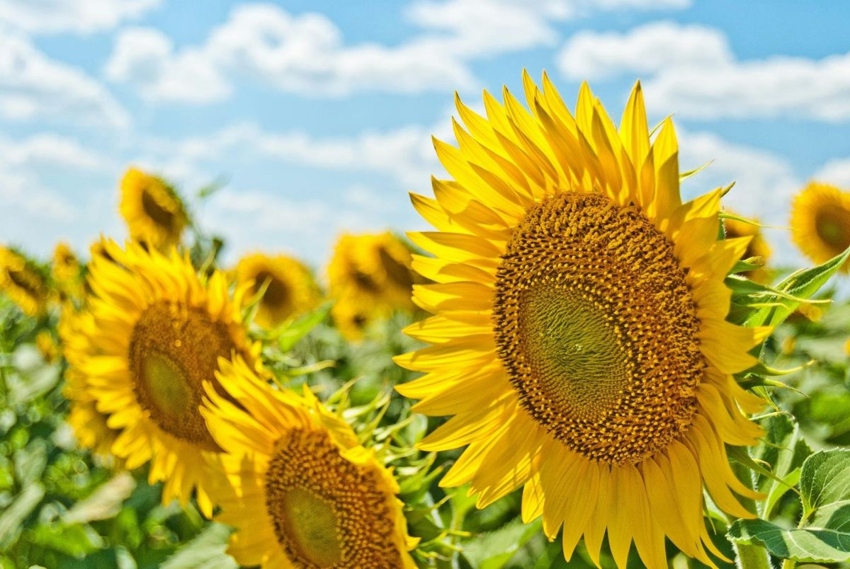Öffnungszeiten Sekretariat während der Sommerferien