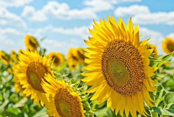 Öffnungszeiten Sekretariat während der Sommerferien